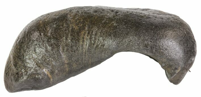 Fossil Whale Ear Bone - Miocene #63526